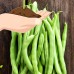 Contender Bush Bean Seeds - 5 Lb - Non-GMO, Heirloom - Also Called Buff Valentine - Vegetable Garden Seeds   565417782